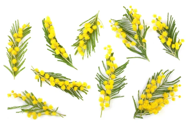 Mimosen isoliert auf weißem Hintergrund. Ansicht von oben — Stockfoto