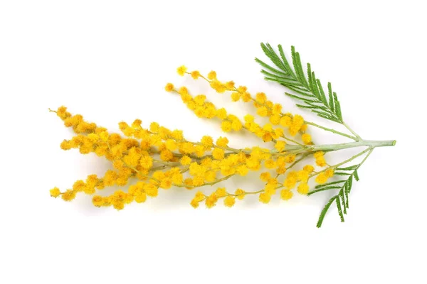 Mimosen isoliert auf weißem Hintergrund. Ansicht von oben — Stockfoto