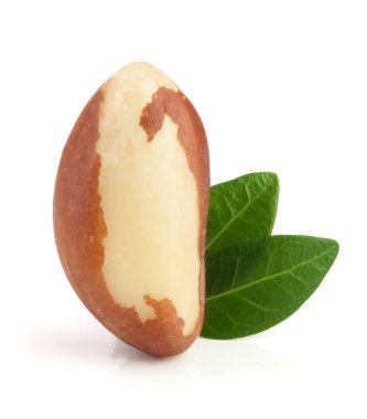 Beyaz arka plan closeup izole yaprakları ile Brezilya fıstığı. Tam alan derinliği