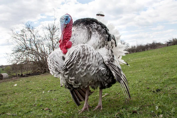 Pavo macho o gobbler primer plano sobre hierba verde con cielo azul — Foto de Stock