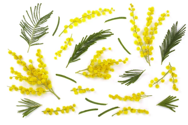 Mimosen isoliert auf weißem Hintergrund. Ansicht von oben — Stockfoto