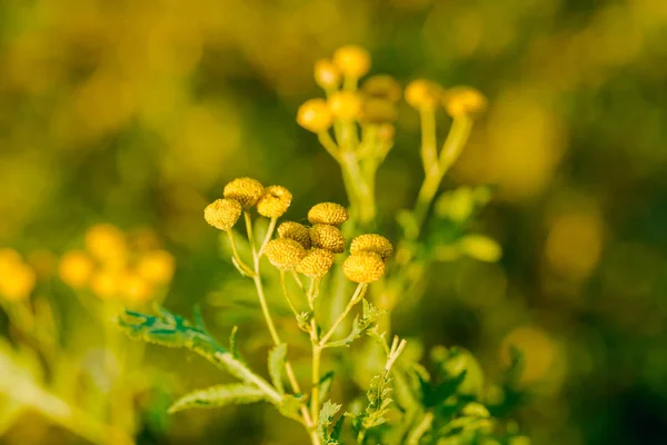 Желтые цветы из обыкновенной душицы, Tanacetum vulgare — стоковое фото