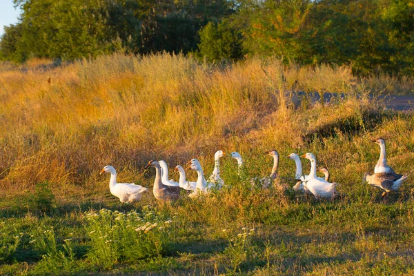 Stado gęsi wypas na trawie w lato pole o zachodzie słońca — Zdjęcie stockowe