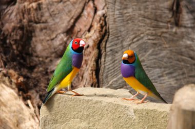 Gouldian finch veya Erythrura gouldiae, erkek, aka Bayan Gouldian finch, Goulds ispinozu veya gökkuşağı finch