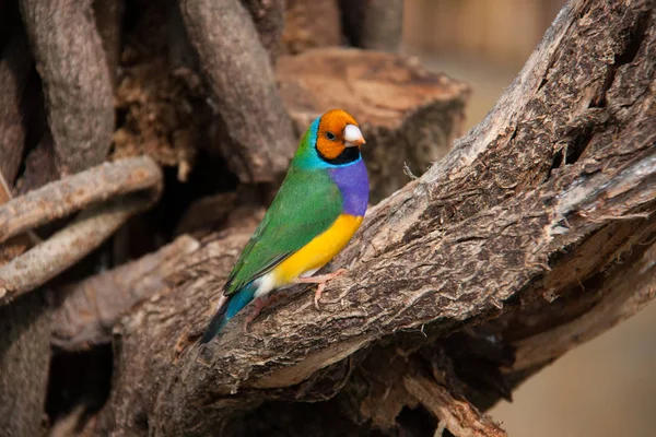 O tentilhão de Gouldian ou Erythrura gouldiae, macho, vulgo o tentilhão de Lady Gouldian, o tentilhão de Goulds ou o tentilhão do arco-íris — Fotografia de Stock