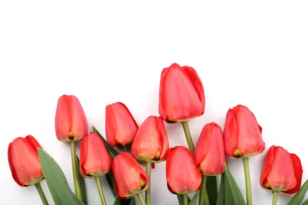 Beautiful red tulips on white background with copy space for text. Top view, flat lay — Stock Photo, Image