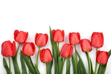 Güzel kırmızı lale kopya alanı metin için beyaz zemin üzerine. Üstten Görünüm, düz yatıyordu