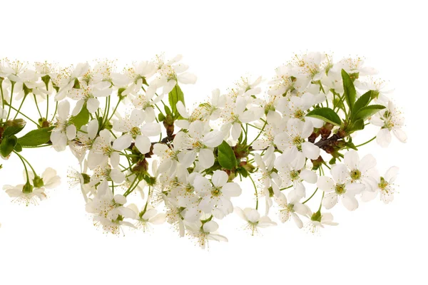 Branche avec des fleurs de cerisier isolées sur fond blanc. Vue de dessus. Pose plate — Photo