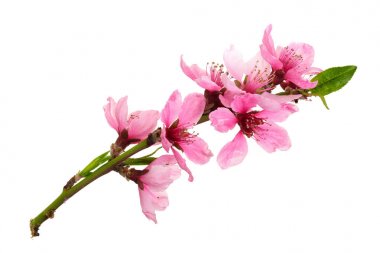 Kiraz çiçekleri, beyaz arka planda izole edilmiş sakura çiçekleri.