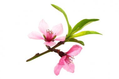 Kiraz çiçekleri, beyaz arka planda izole edilmiş sakura çiçekleri.