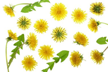 Dandelion flower or Taraxacum Officinale isolated on white background. Top view. Flat lay pattern clipart