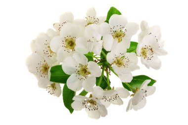 Beyaz arka plan üzerinde izole armut çiçekli dal. Üstten Görünüm. Düz yatıyordu