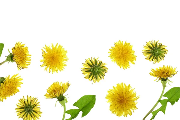 Fiore di tarassaco o Taraxacum Officinale isolato su sfondo bianco con spazio di copia per il testo. Vista dall'alto. Posa piatta — Foto Stock