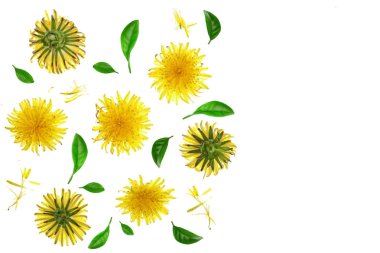 Karahindiba çiçek veya karahindiba Officinale kopya alanı metniniz için beyaz zemin üzerine izole. Üstten Görünüm. Düz yatıyordu