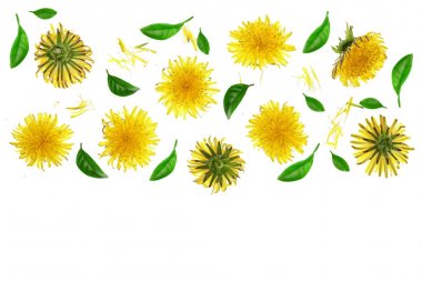 Karahindiba çiçek veya karahindiba Officinale kopya alanı metniniz için beyaz zemin üzerine izole. Üstten Görünüm. Düz yatıyordu