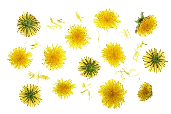 Одуванчик цветок или Taraxacum Officinale изолированы на белом фоне. Вид сверху. Плоский рисунок — стоковое фото