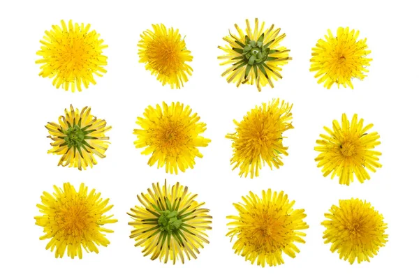 Flor de diente de león o Taraxacum Officinale aislado sobre fondo blanco. Vista superior. Patrón de colocación plana — Foto de Stock