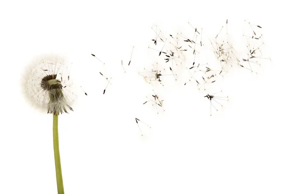 Old dandelion isolated on white background closeup — Stock Photo, Image