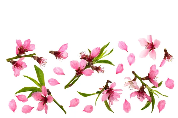 Цвіт вишні, квіти сакури ізольовані на білому тлі з місцем для тексту. Вид зверху. Плоский шаблон — стокове фото