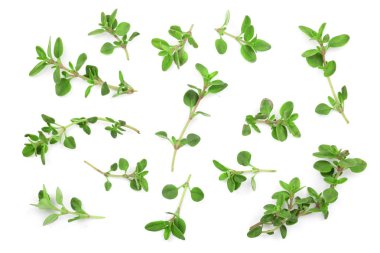 Taze kekik baharat beyaz arka plan üzerinde izole. Üstten Görünüm. Düz yatıyordu desen