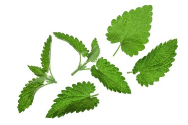 Melissa yaprak veya beyaz arka plan üzerinde izole oğul otu. Üstten Görünüm. Düz yatıyordu desen