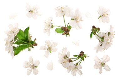 Beyaz arka plan üzerinde izole kiraz çiçekleri ile şube. Üstten Görünüm. Düz yatıyordu