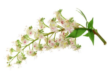 Kestane çiçek veya Aesculus hippocastanum, sincap ağaç beyaz arka plan üzerinde izole yaprakları ile