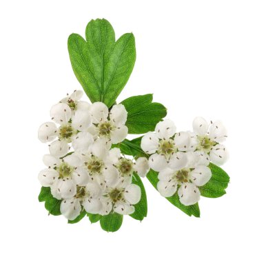 Hawthorn veya Crataegus monogyna şubesi beyaz arka planda izole edilmiş çiçeklerle