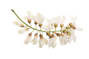 Çiçek açması akasya ile yapraklar üzerinde izole beyaz arka plan, akasya çiçekler, Robinia pseudoacacia. Beyaz akasya