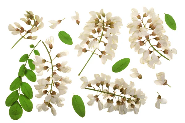 Acacia înfloritoare cu frunze izolate pe fundal alb, flori de Acacia, Robinia pseudoacacacacia. Acacia albă — Fotografie, imagine de stoc