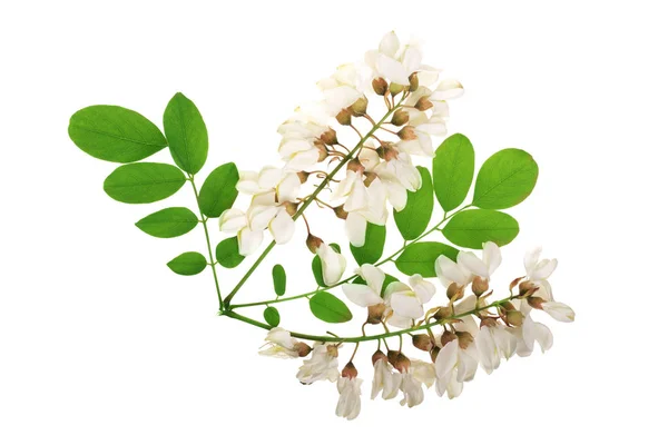 Blossoming acacia with leafs isolated on white background, Acacia flowers, Robinia pseudoacacia . White acacia — Stock Photo, Image