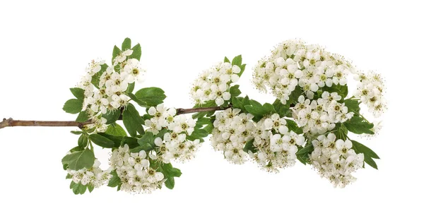 Păducel sau Crataegus monogyna ramură cu flori izolate pe un fundal alb — Fotografie, imagine de stoc