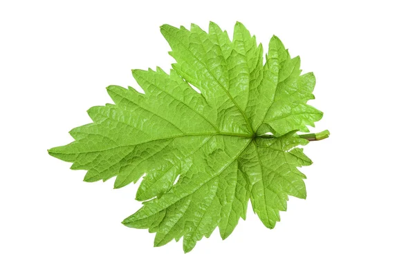Grape leaf isolated on the white background — Stock Photo, Image