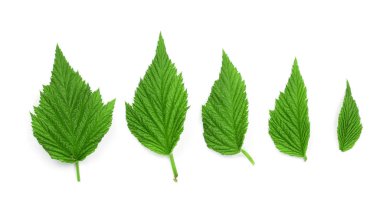 Ahududu izole üzerinde beyaz arka plan bırakır. Üstten Görünüm. Düz yatıyordu