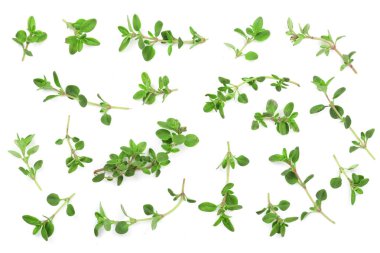 Taze kekik baharat beyaz arka plan üzerinde izole. Üstten Görünüm. Düz yatıyordu desen