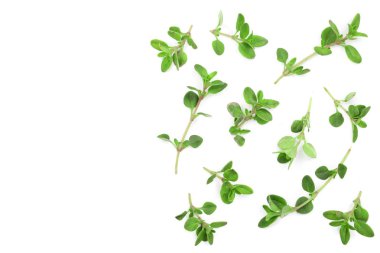 Taze kekik baharat kopya alanı metniniz için beyaz zemin üzerine izole. Üstten Görünüm. Düz yatıyordu desen