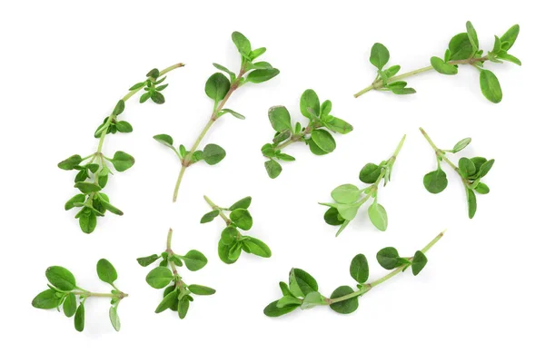 Frischer Thymian Gewürz isoliert auf weißem Hintergrund. Ansicht von oben. flache Verlegemuster — Stockfoto