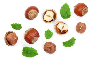 Beyaz arka plan üzerinde izole yaprakları ile fındık. Üstten Görünüm. Düz yatıyordu