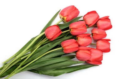 Beyaz arka plan üzerinde izole kırmızı lale. Üstten Görünüm. Düz yatıyordu desen