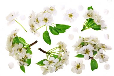 Beyaz arka plan üzerinde izole armut çiçekli dal. Üstten Görünüm. Düz yatıyordu. Küme veya koleksiyonu