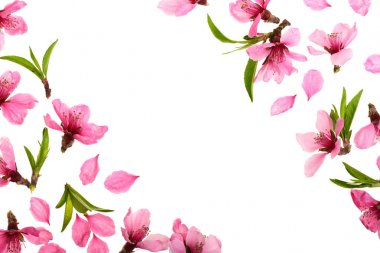 Kiraz çiçeği, metniniz için kopya alanı ile beyaz arka plan üzerinde izole sakura çiçekler. Üstten Görünüm. Düz yatıyordu desen