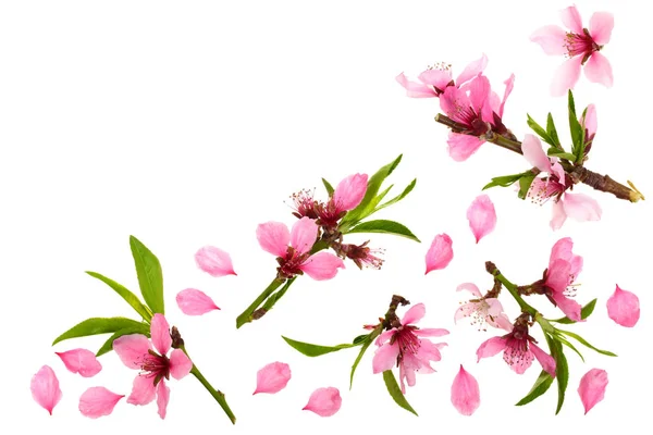 Цвіт вишні, квіти сакури ізольовані на білому тлі з місцем для тексту. Вид зверху. Плоский шаблон — стокове фото