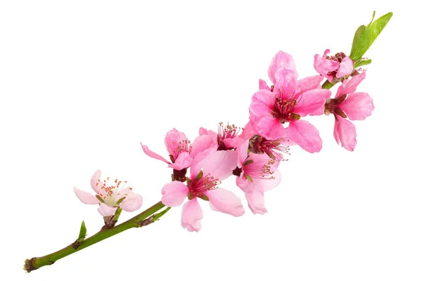 Цвіт вишні, квіти сакури ізольовані на білому тлі — стокове фото