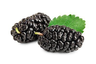 Beyaz arka plan üzerinde izole yaprak dut