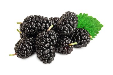 Beyaz arka plan üzerinde izole yaprak dut