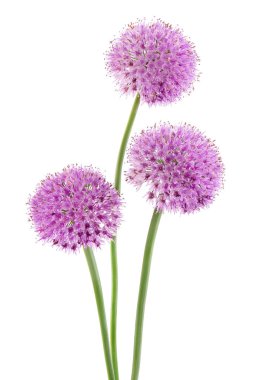 the flower of wild garlic isolated on white background. clipart