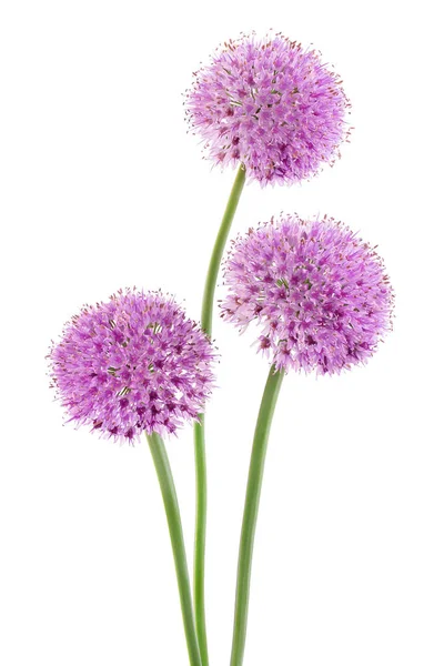 La flor del ajo silvestre aislada sobre fondo blanco . — Foto de Stock