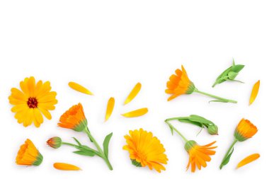 Calendula. Kopya alanı metniniz için beyaz zemin üzerine izole kadife çiçeği çiçek. Üstten görünüm. Düz yatıyordu desen