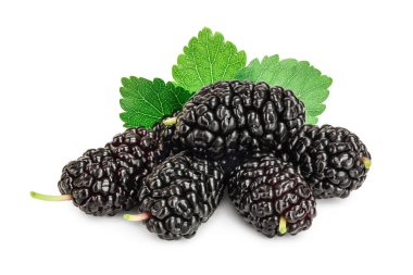 Beyaz arka plan üzerinde izole yaprak dut