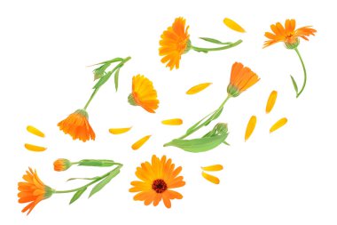 Calendula. Marigold çiçeği beyaz arka planda izole edilmiş. Üst Manzara. Düz uzanma deseni